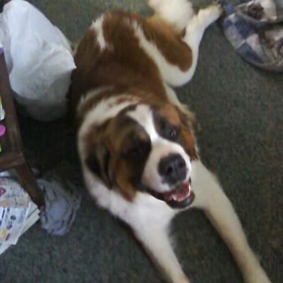 Meet your Posher, Kenneth - Picture 1 of 1